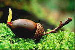 Profile_badge_avatar-acorntooaktree