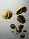 Forum_avatar_avatar-andrearf