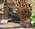 Latest_posts_thumb_avatar-wendysmith