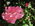 Latest_posts_thumb_avatar-ssjgal