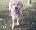 Colleague_thumb_avatar-1birddog