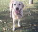 Forum_avatar_avatar-1birddog