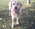 Latest_posts_thumb_avatar-1birddog