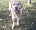 Profile_badge_avatar-1birddog