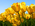 Latest_posts_thumb_avatar-veasse