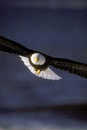 Profile_badge_avatar-mortgagetrainer