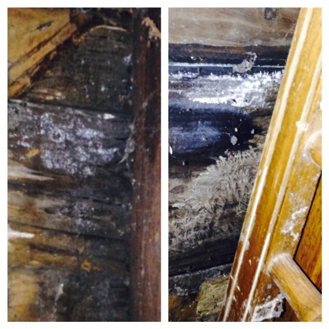 Buying a Property with Mold in it