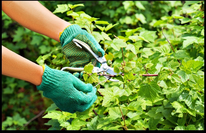 Selling your Scottsdale home in Arizona would be easy if you'll consider these landscaping tips. 