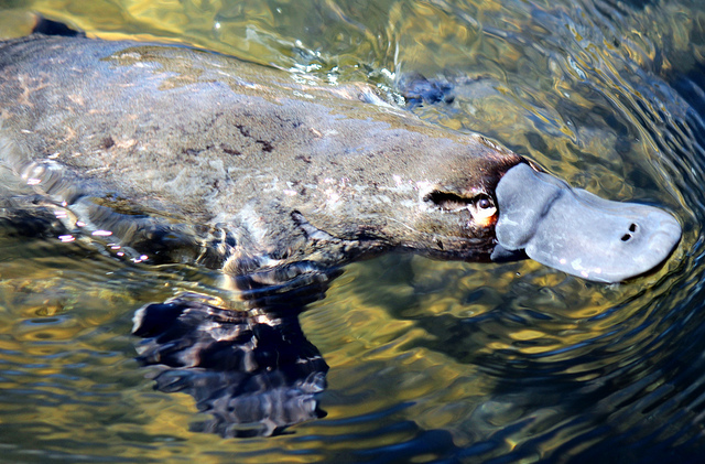 Normal 1423410968 Platypus