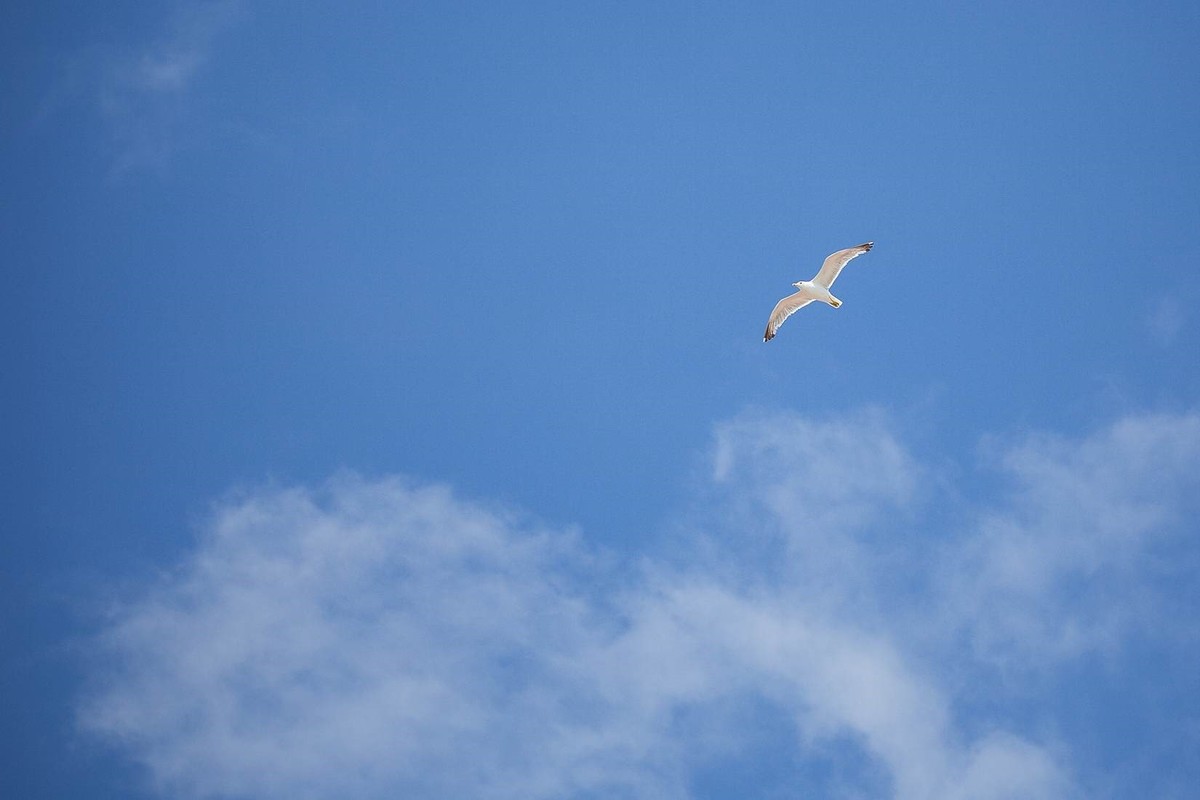 Normal 1462209591 Soaring Bird Pic
