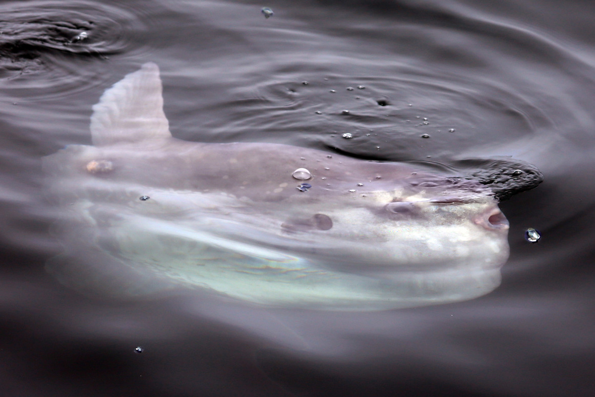 Normal 1465946745 Mola Mola