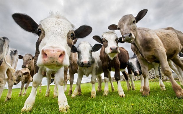 Normal 1466125979 Cattle
