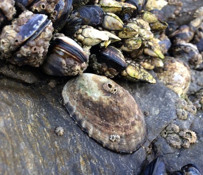 Small 1389641421 2limpet