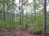Thumb_photo