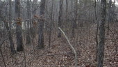 Thumb_photo