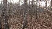 Thumb_photo