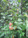 Thumb_photo